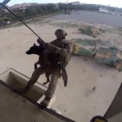 perro militar